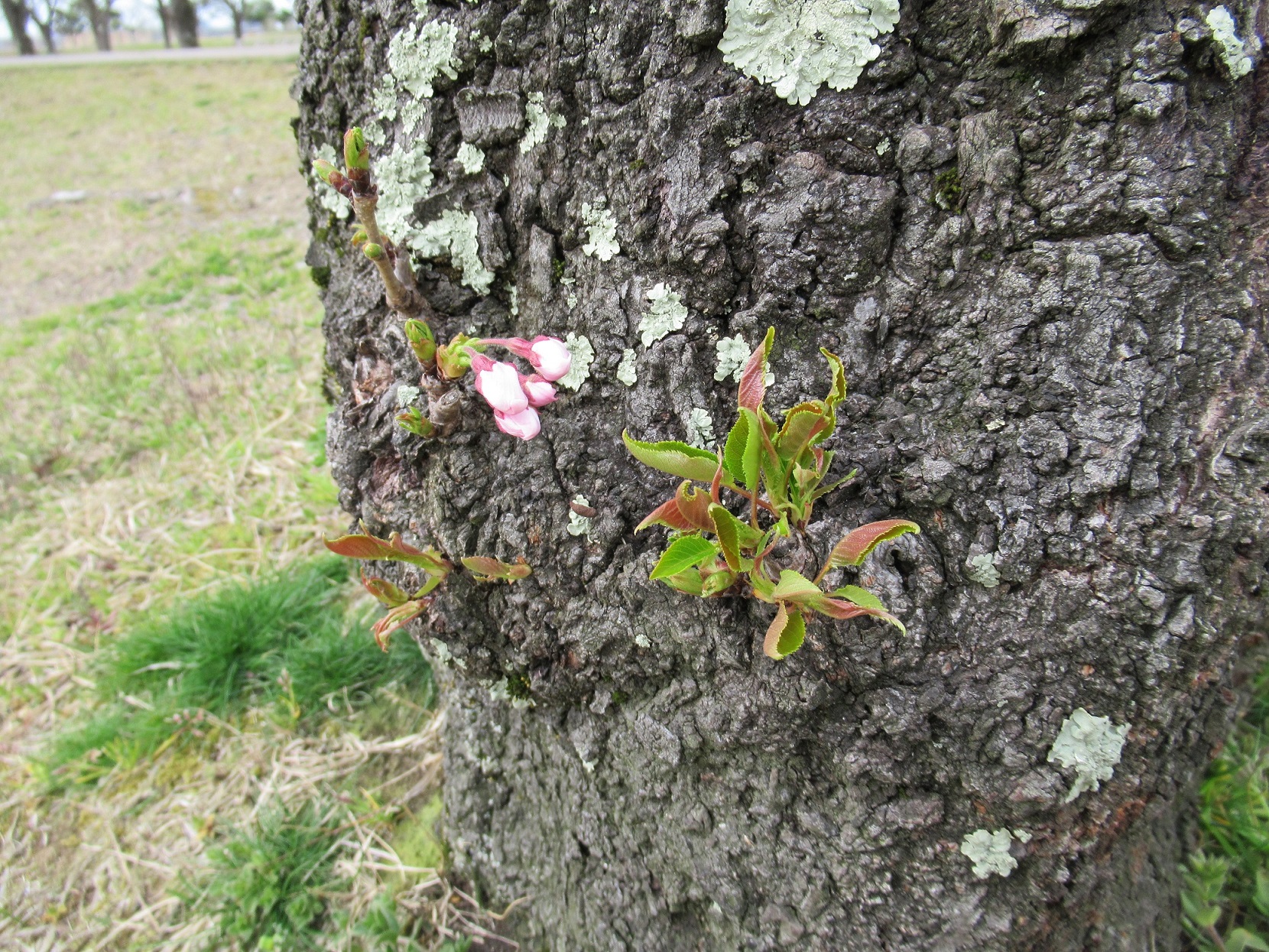 やっと見つけたよ。桜の花(^^♪ 小さなしあわせ