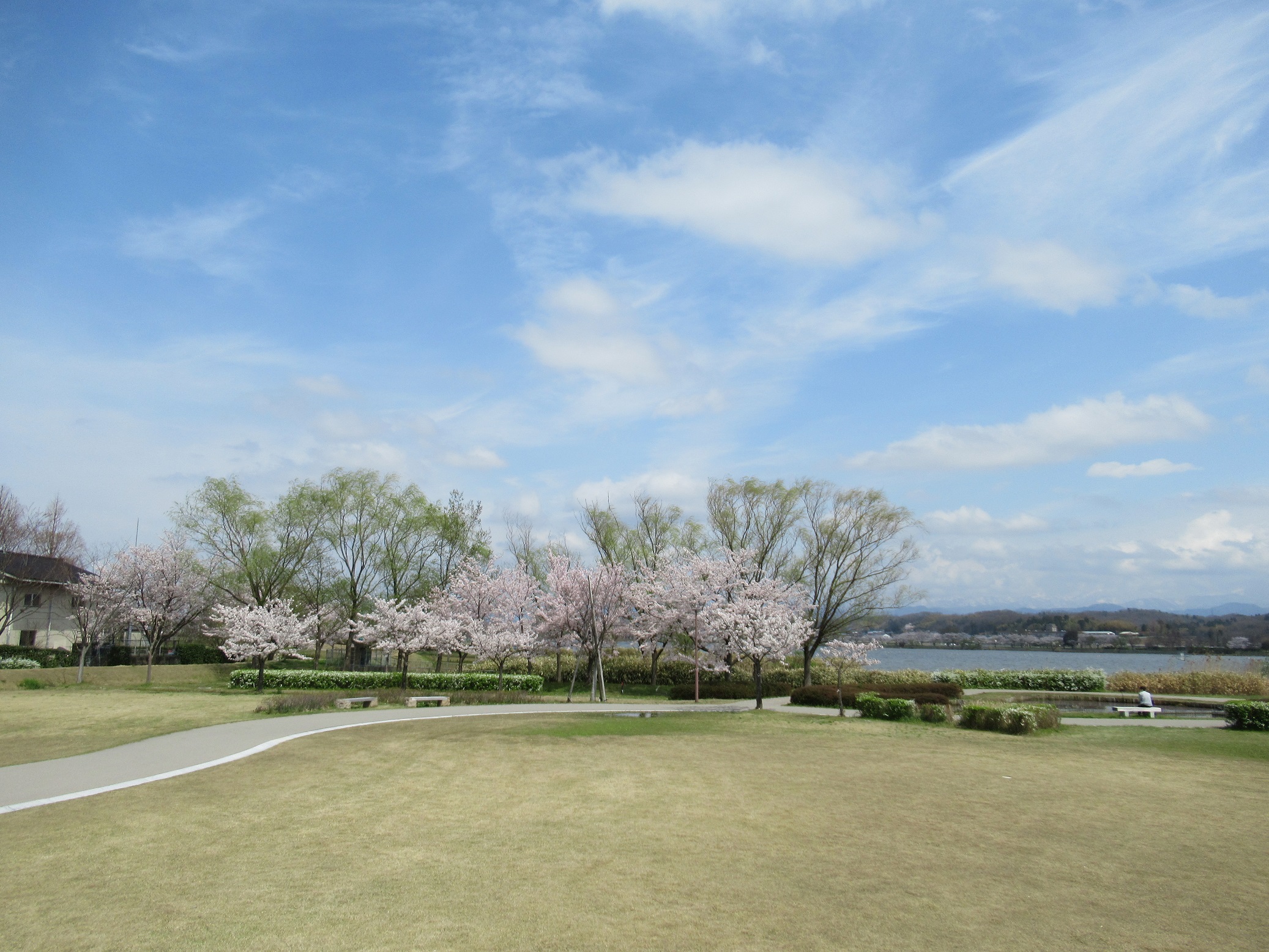 桜が青空に映えてとてもきれいです