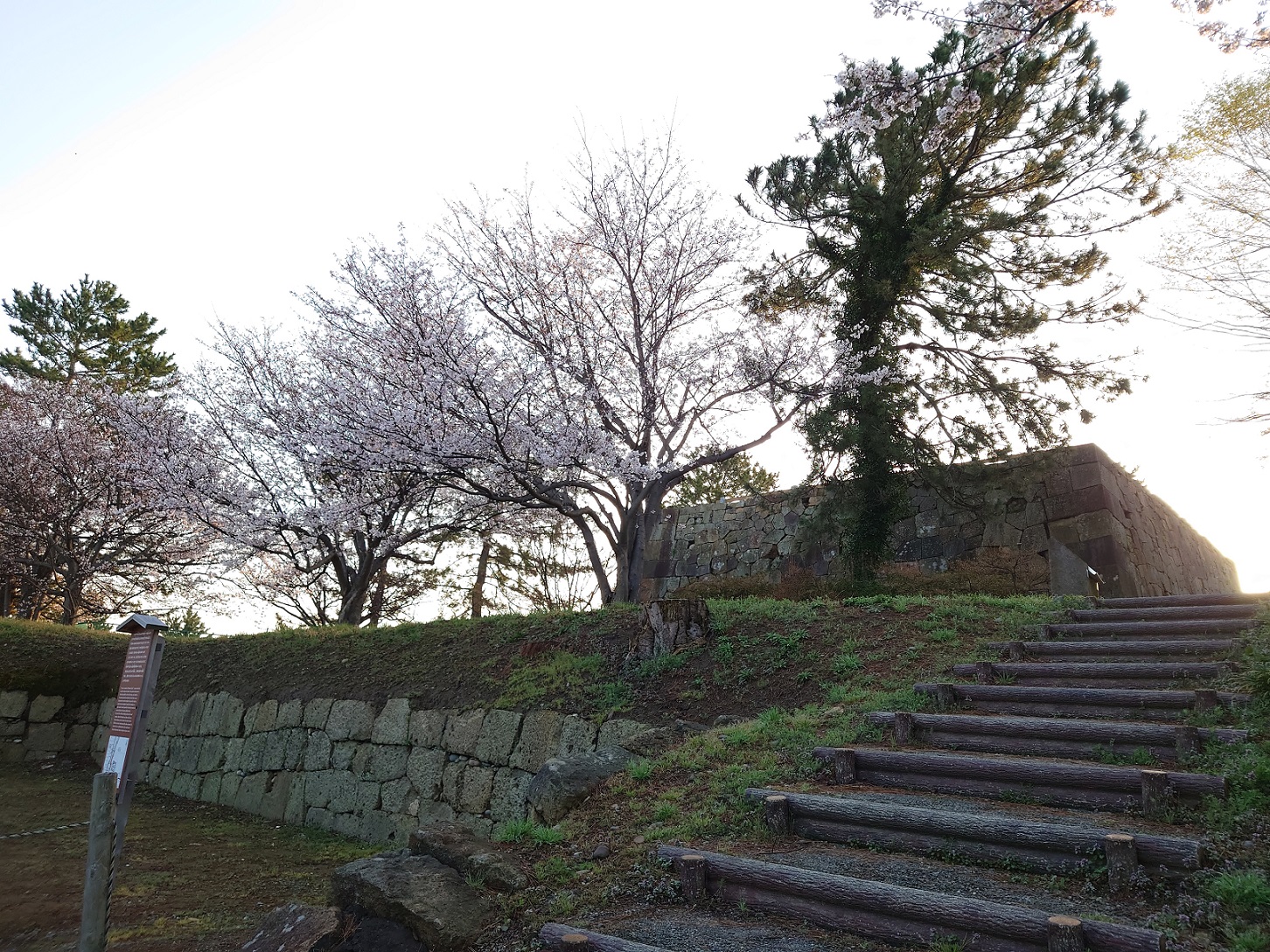 お城近くに咲いていた桜