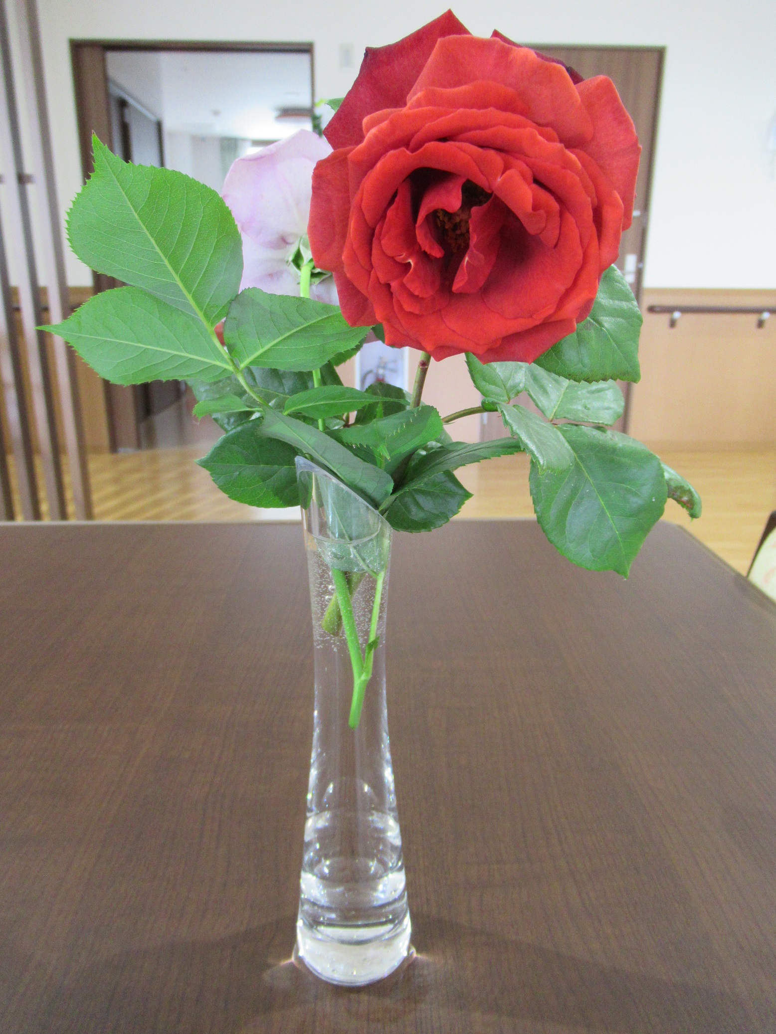 真っ赤な薔薇